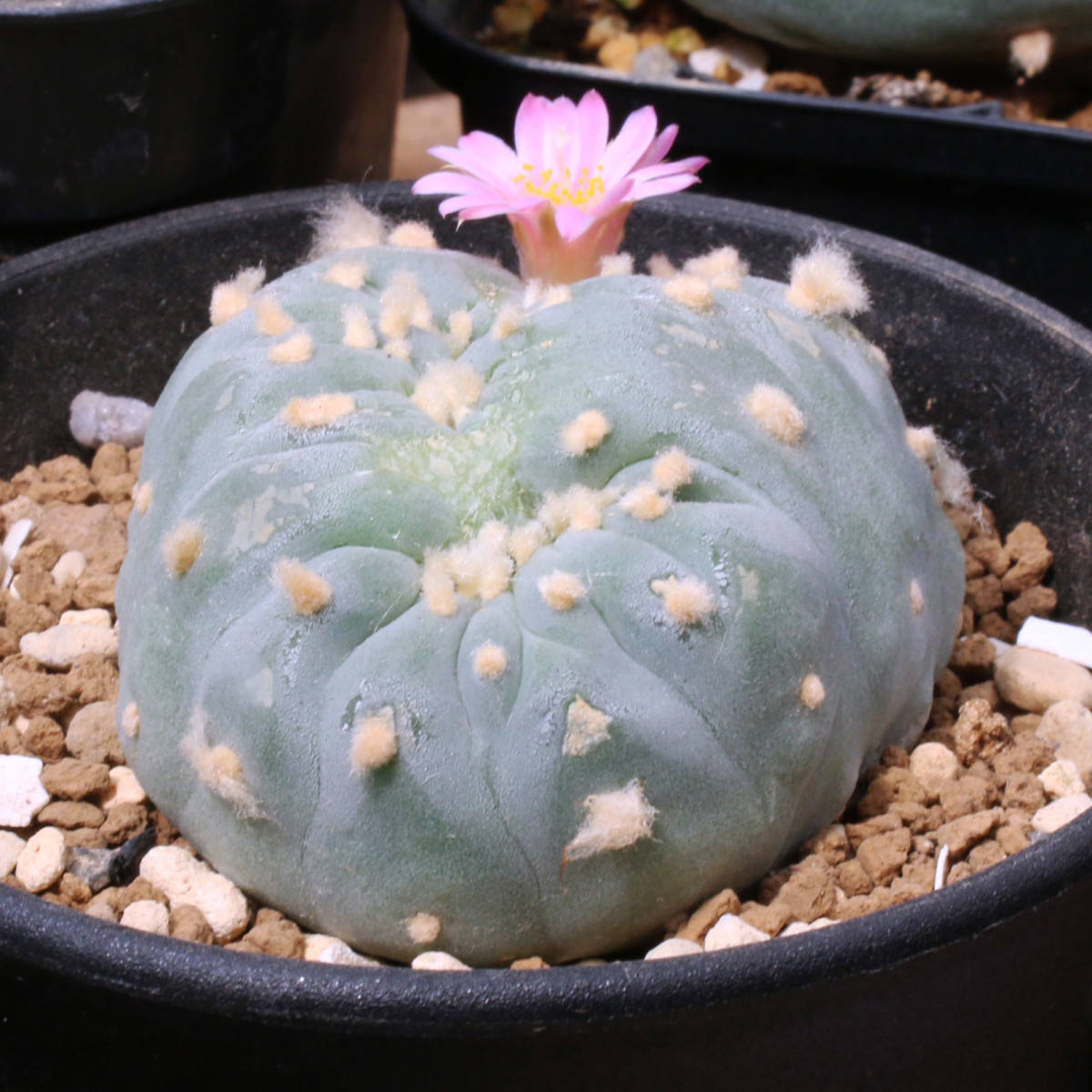 銀冠玉 綴化・モンスト 実生 銀冠玉 烏羽玉-2189