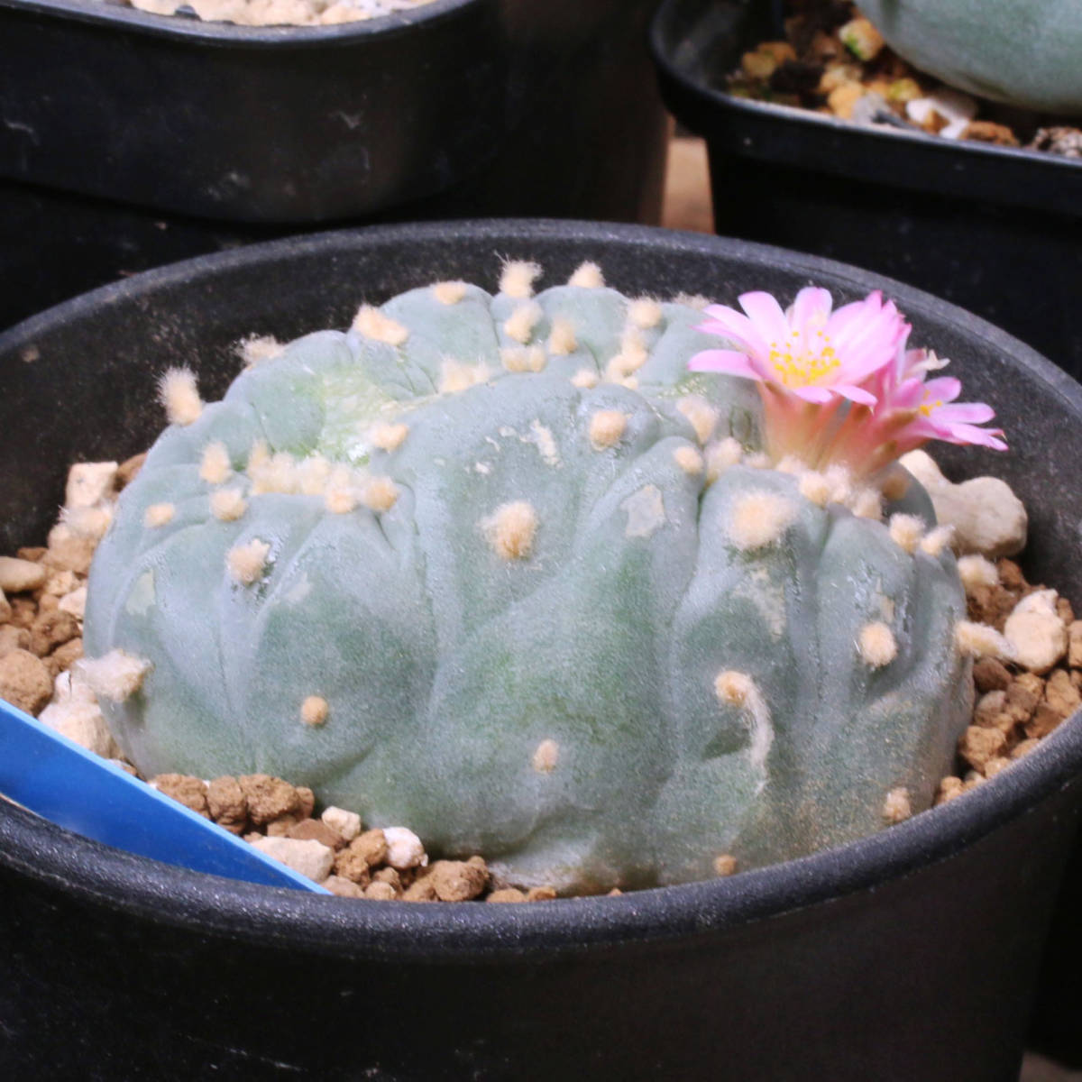 銀冠玉 綴化・モンスト 実生 銀冠玉 烏羽玉-2189