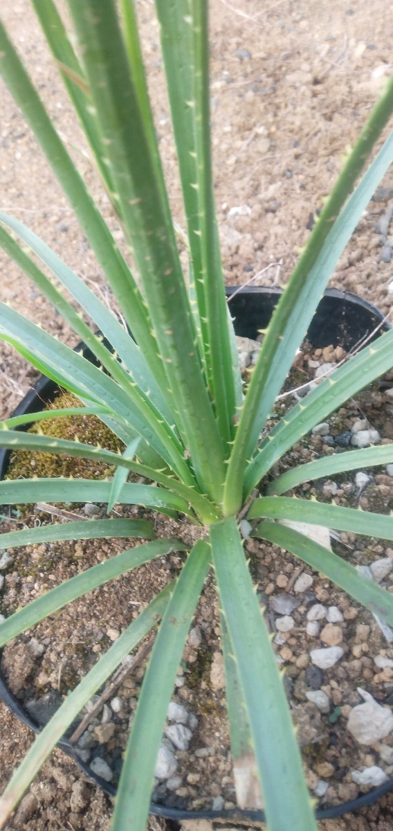 ダシリリオン　ルシダム　雪国育ちの国内実生6年目に入りました。地中ポット植え