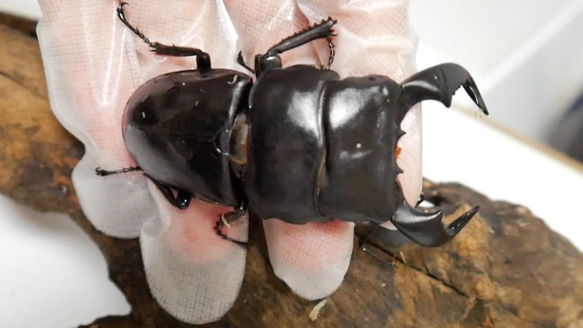 ダイオウヒラタ2ペア 76.8/80.0B×FREE2♀ 成虫ペア ダイオウ
