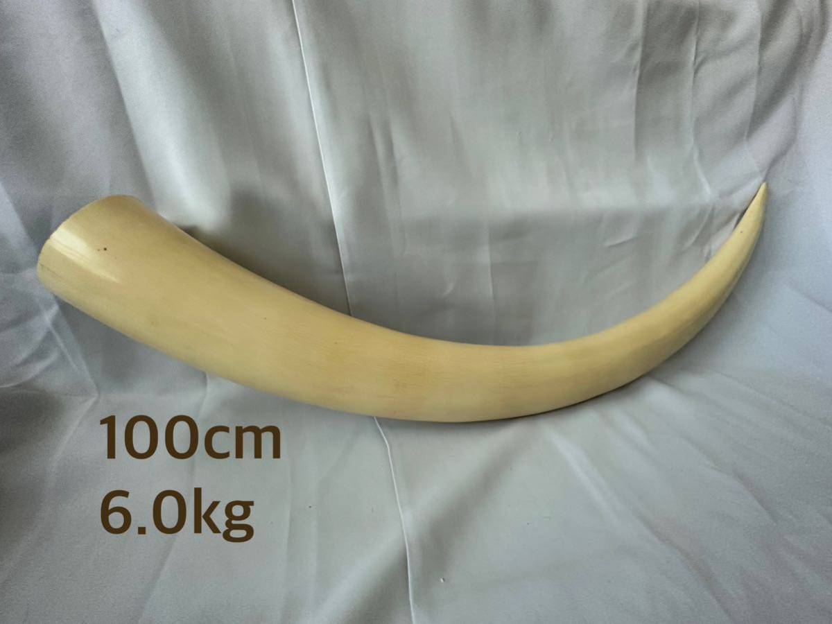 美品】象牙風/置物/一本物/一本牙/長さ約100cm/重さ約6.0kg/底蓋付