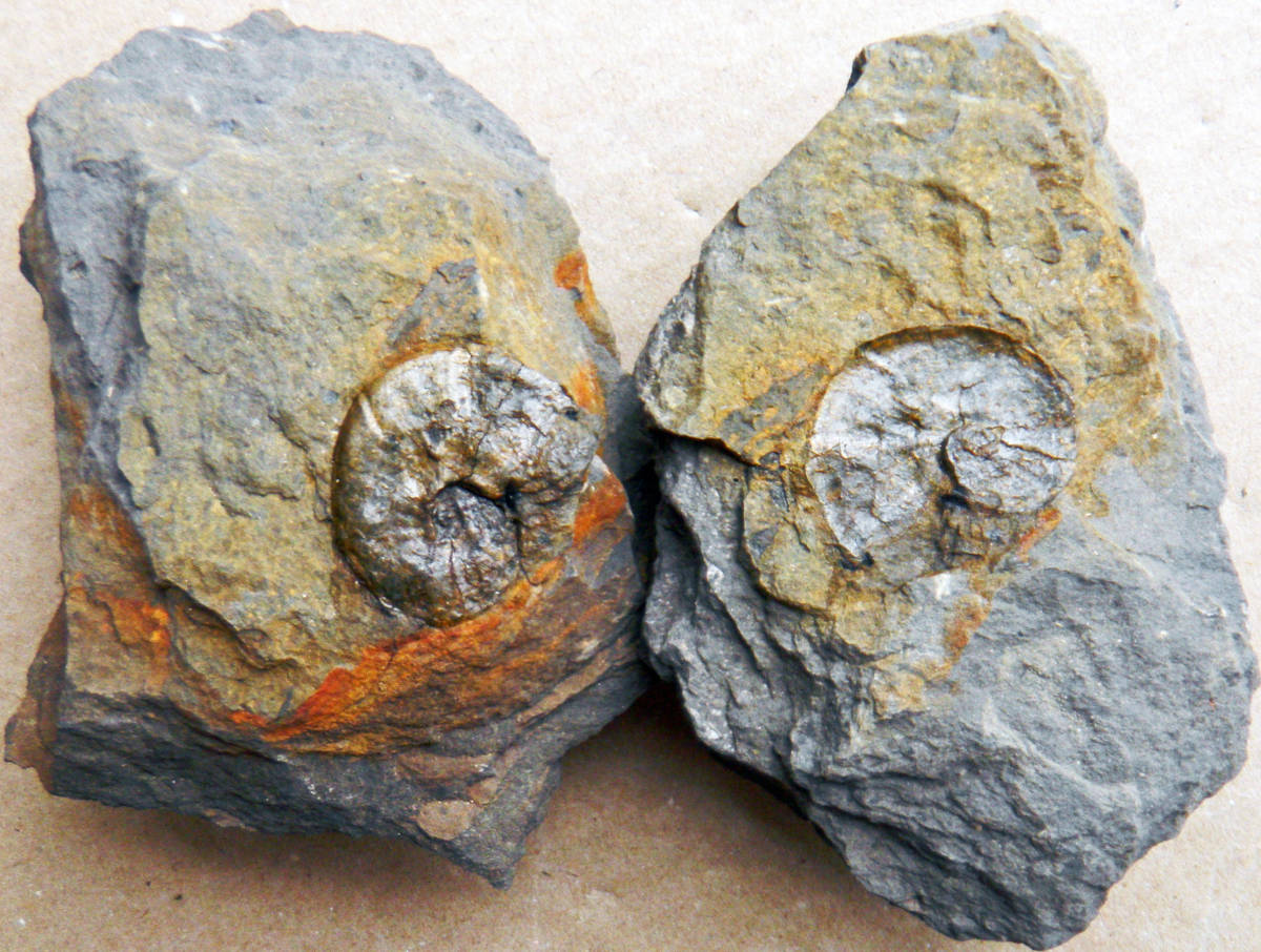 得価，送料無料 化石 石堂層のアンモナイト バレミテス(化石)｜売買されたオークション情報、yahooの商品情報をアーカイブ公開 - オークファン 化石