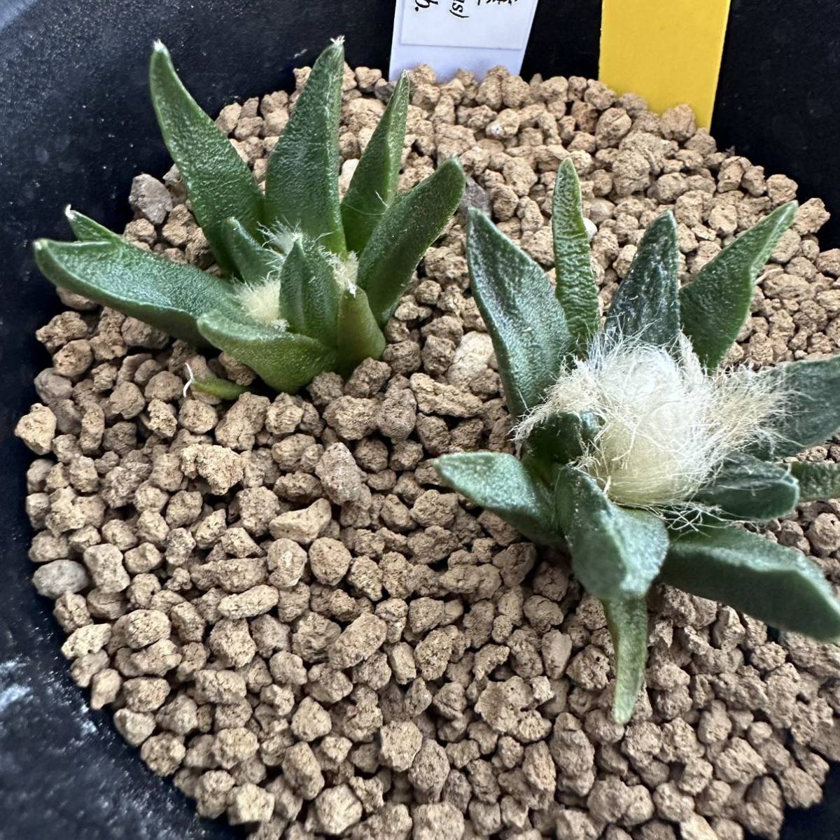★奈研★サボテン・多肉植物★694★アリオカルプス 竜角牡丹交配種 Ariocarpus scapharostrus hyb. 実生 約W2.8~4.1cm
