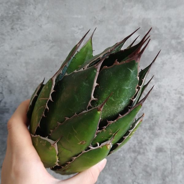 【IR1593】SS級！！【特選強棘 ボール株！！】アガベ ホリダ 強棘 Agave horrida （検 チタノタ )