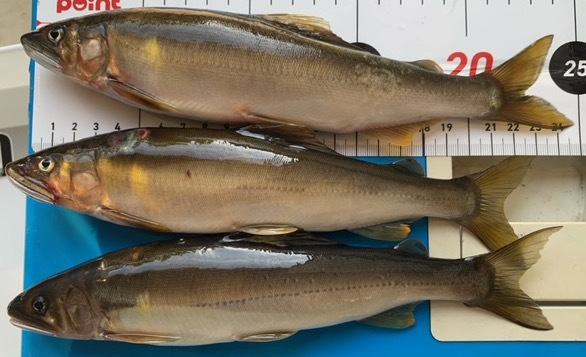 19天然鮎、冷凍、鳥取県天神川産、20-24cm、20尾、1.9kg