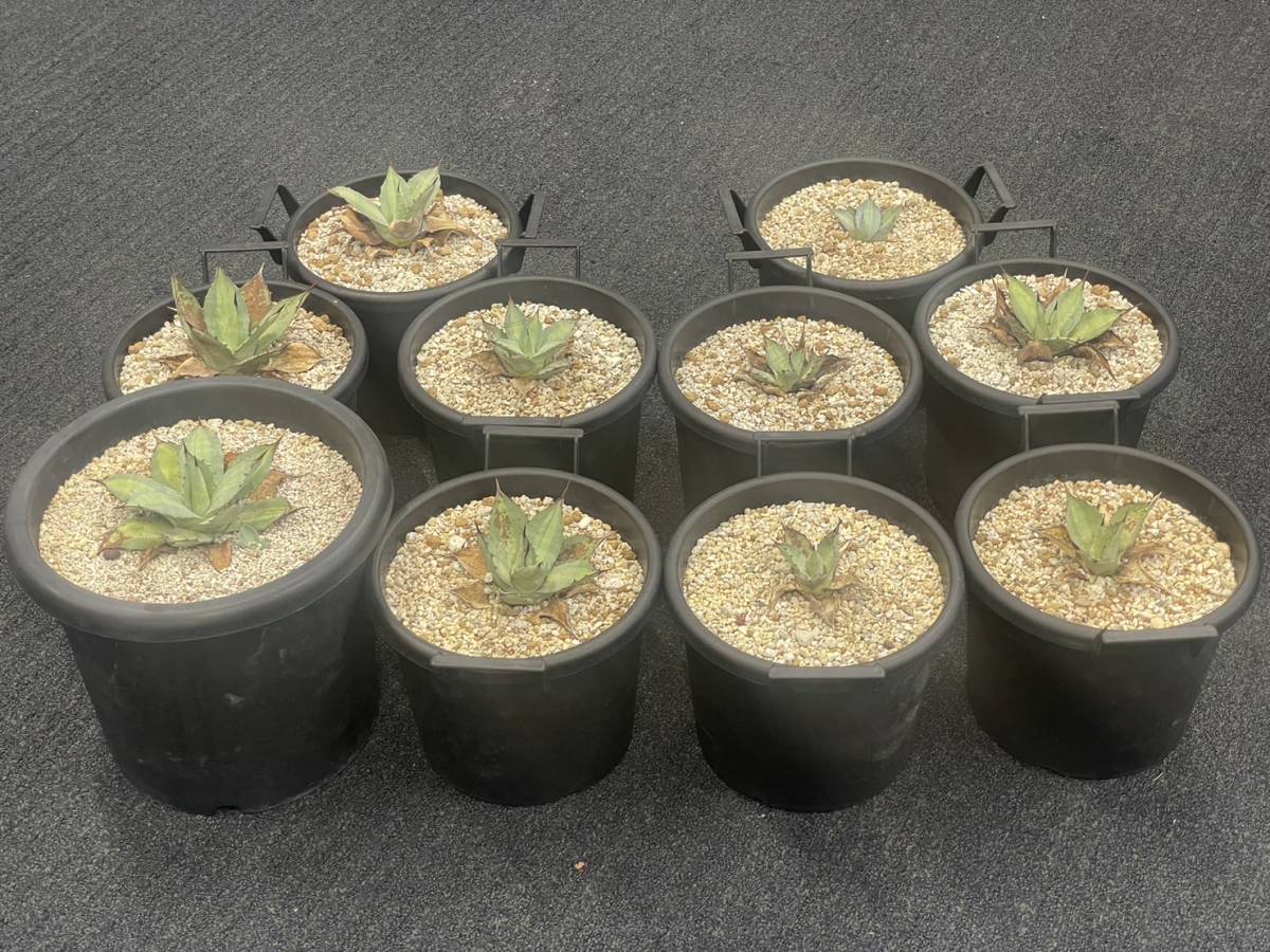 57【10苗セット販売】アガベ パリ― 吉祥天錦 斑入り Agave parryi var