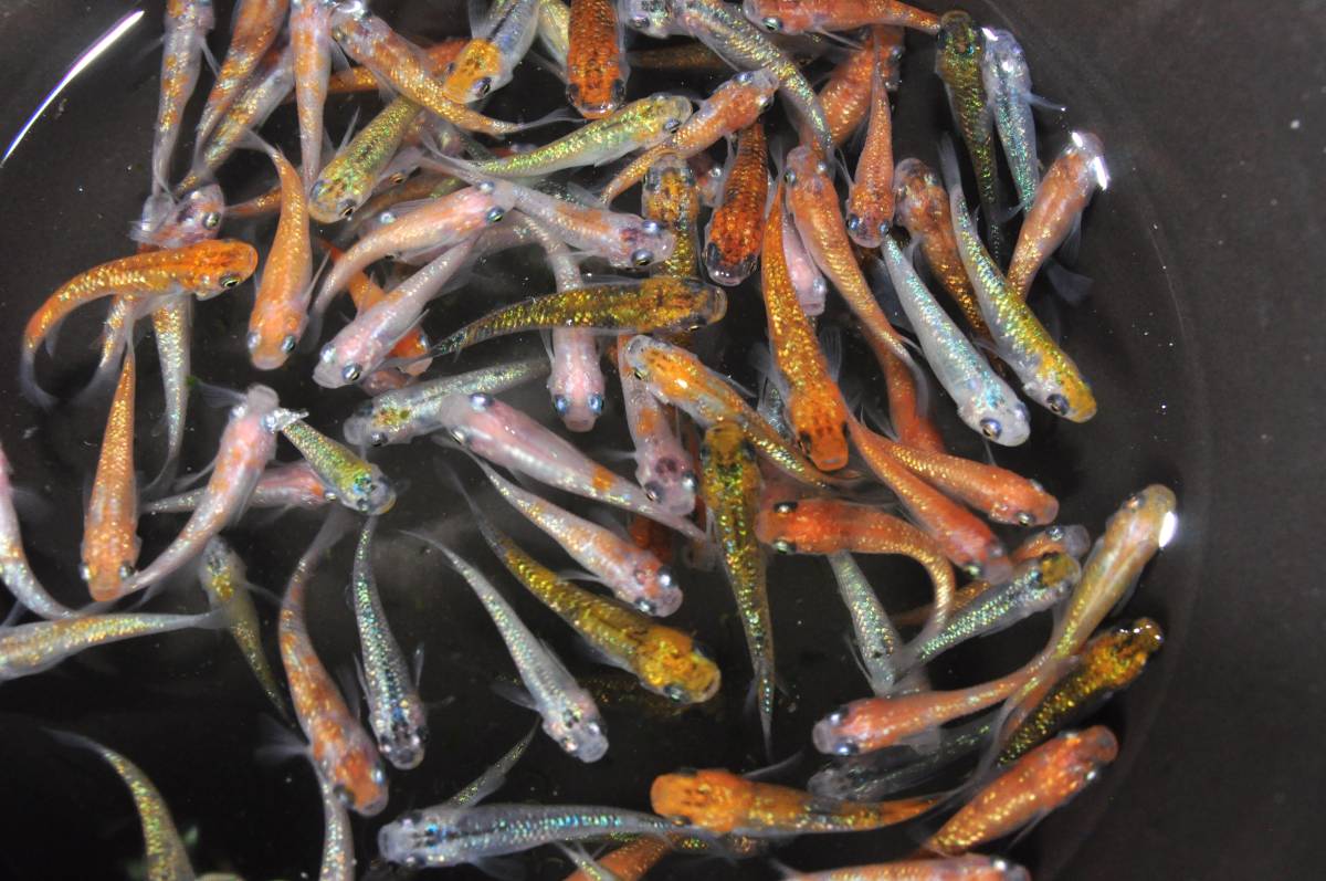 flkめだか [画像の個体] 王華夜桜系ラメミックス 100匹 [画像の個体]