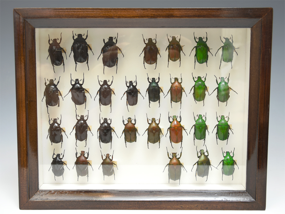 昆虫 標本 虫類 カナブン 計29匹 ドイツ箱 コレクター所蔵品 資料標本