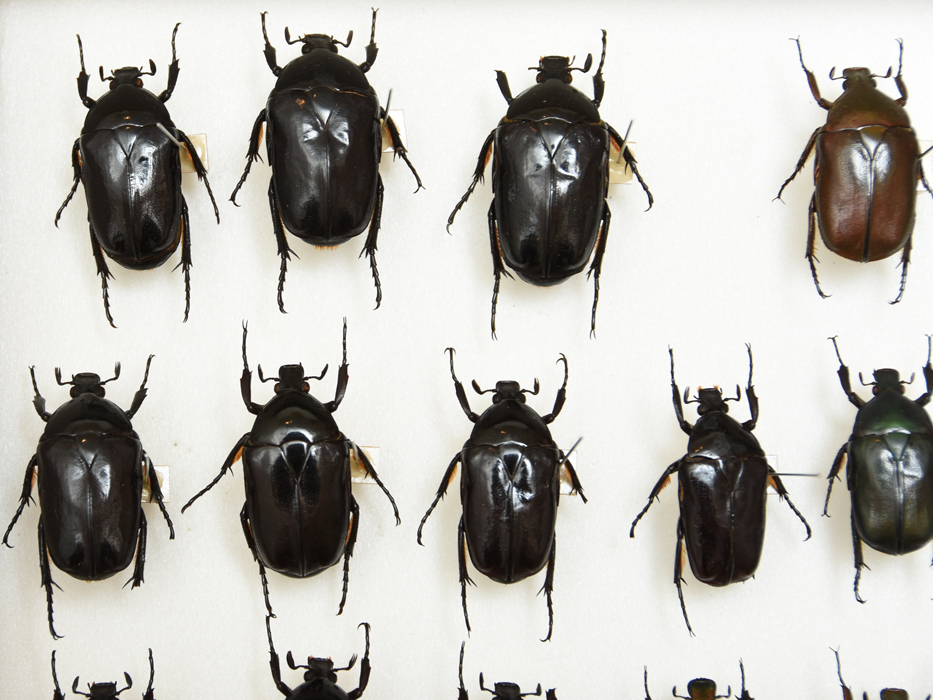 昆虫 標本 虫類 カナブン 計29匹 ドイツ箱 コレクター所蔵品 資料標本