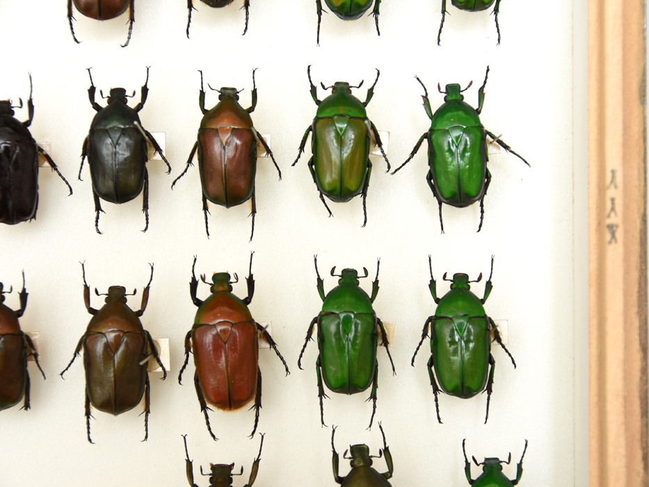 昆虫 標本 虫類 カナブン 計29匹 ドイツ箱 コレクター所蔵品 資料標本