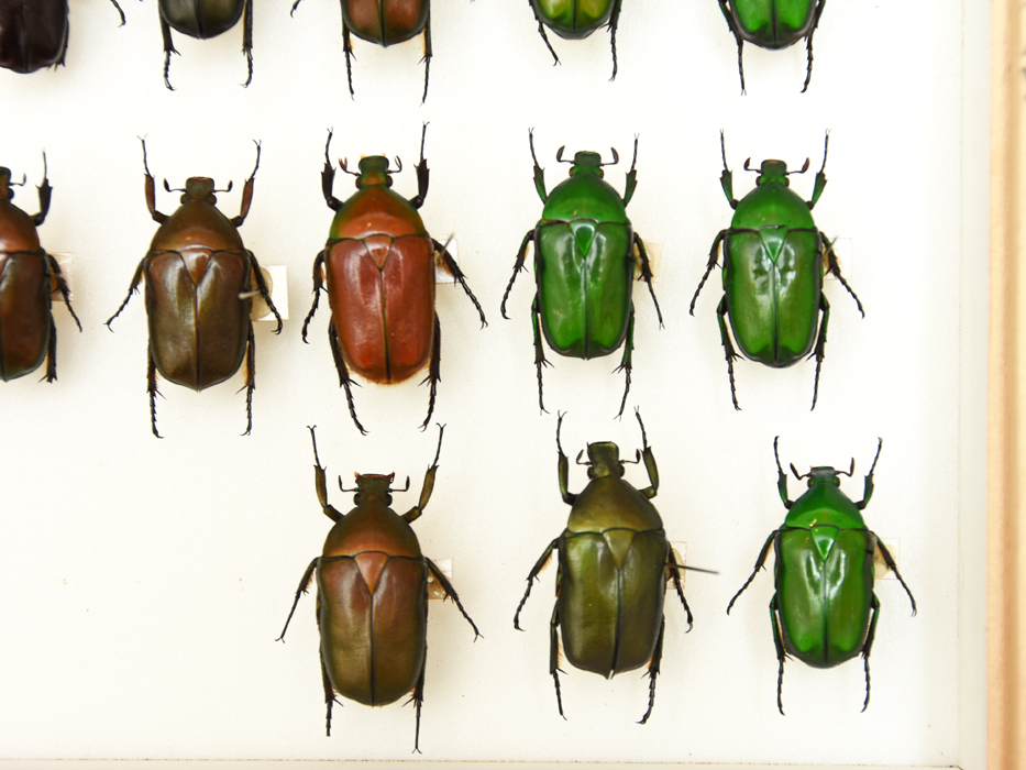 エチオピア産 モンビロードツノカナブン 40mm <0406z昆虫標本&gt