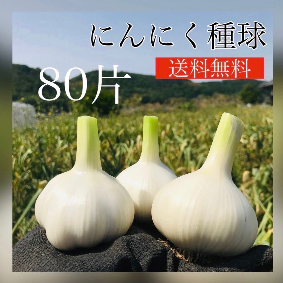 【ニンニク種球】80片【お家時間で家庭菜園】【にんにく】【87store】種　野菜　コンパニオンプランツにもおすすめ！