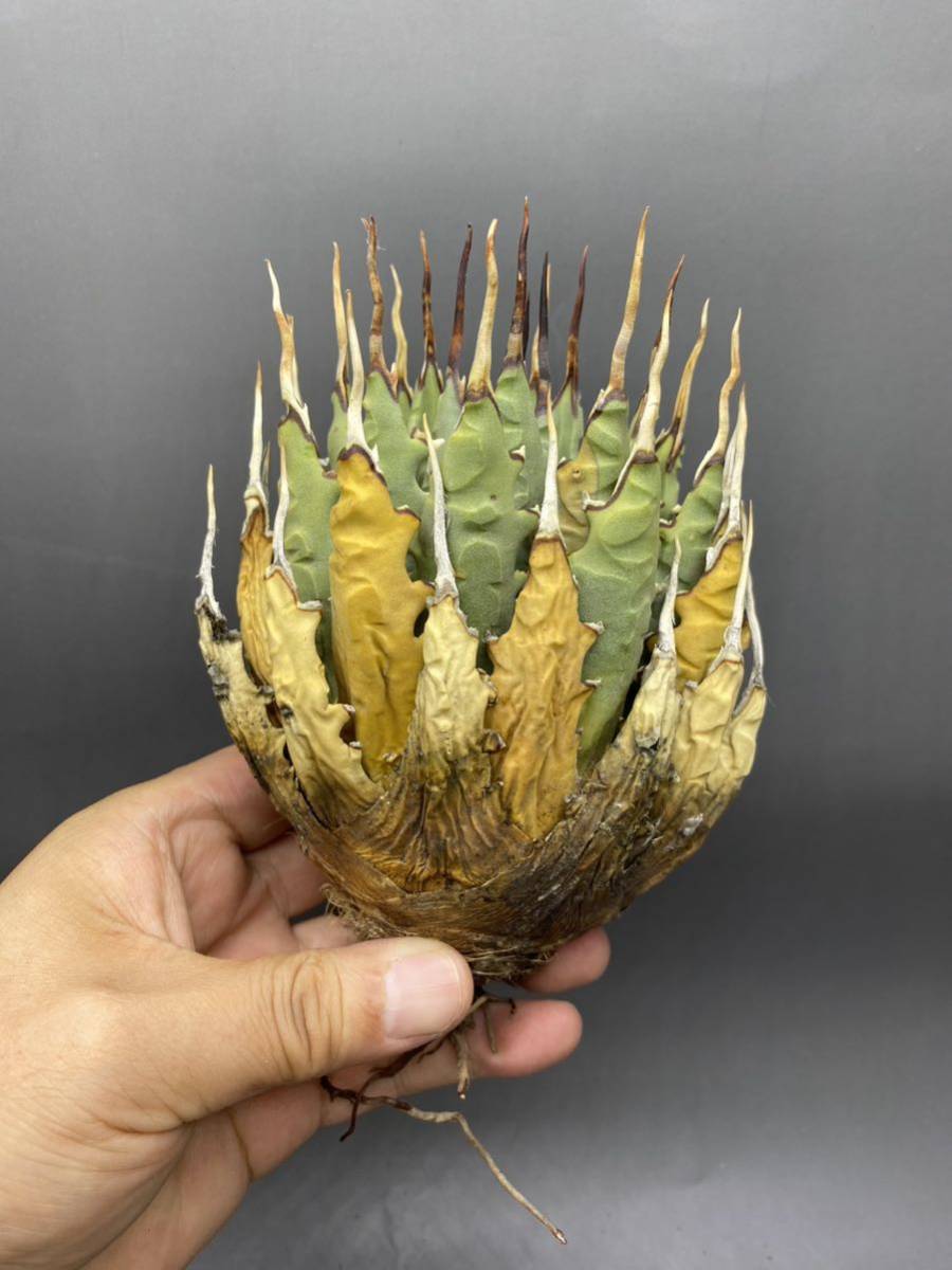 S830-71 陽炎蕾形厚肉粗曲棘アガベ ユタエンシス /Agave utahensis