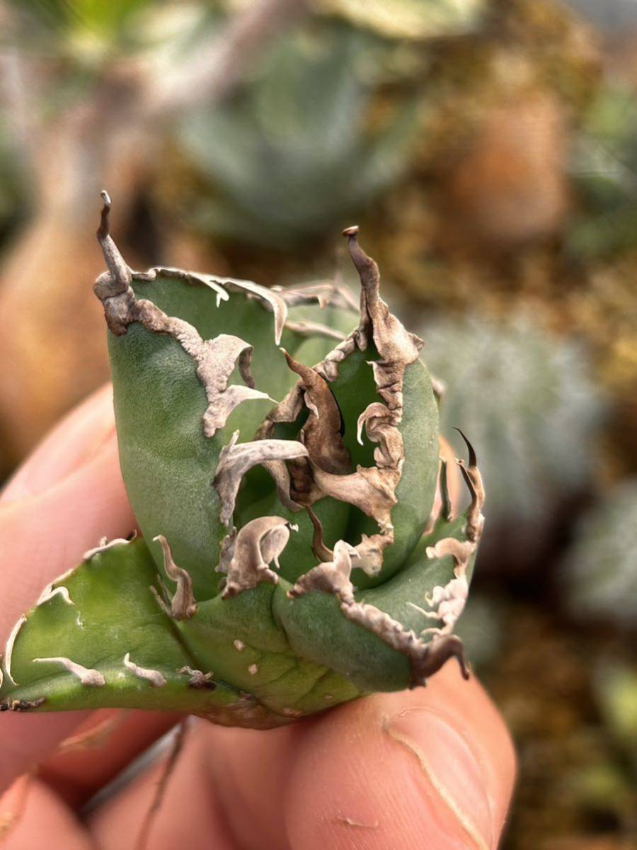 アガベ チタノタ 子株 titanota Agave AGAVE TITANOTA 観葉植物 台湾株