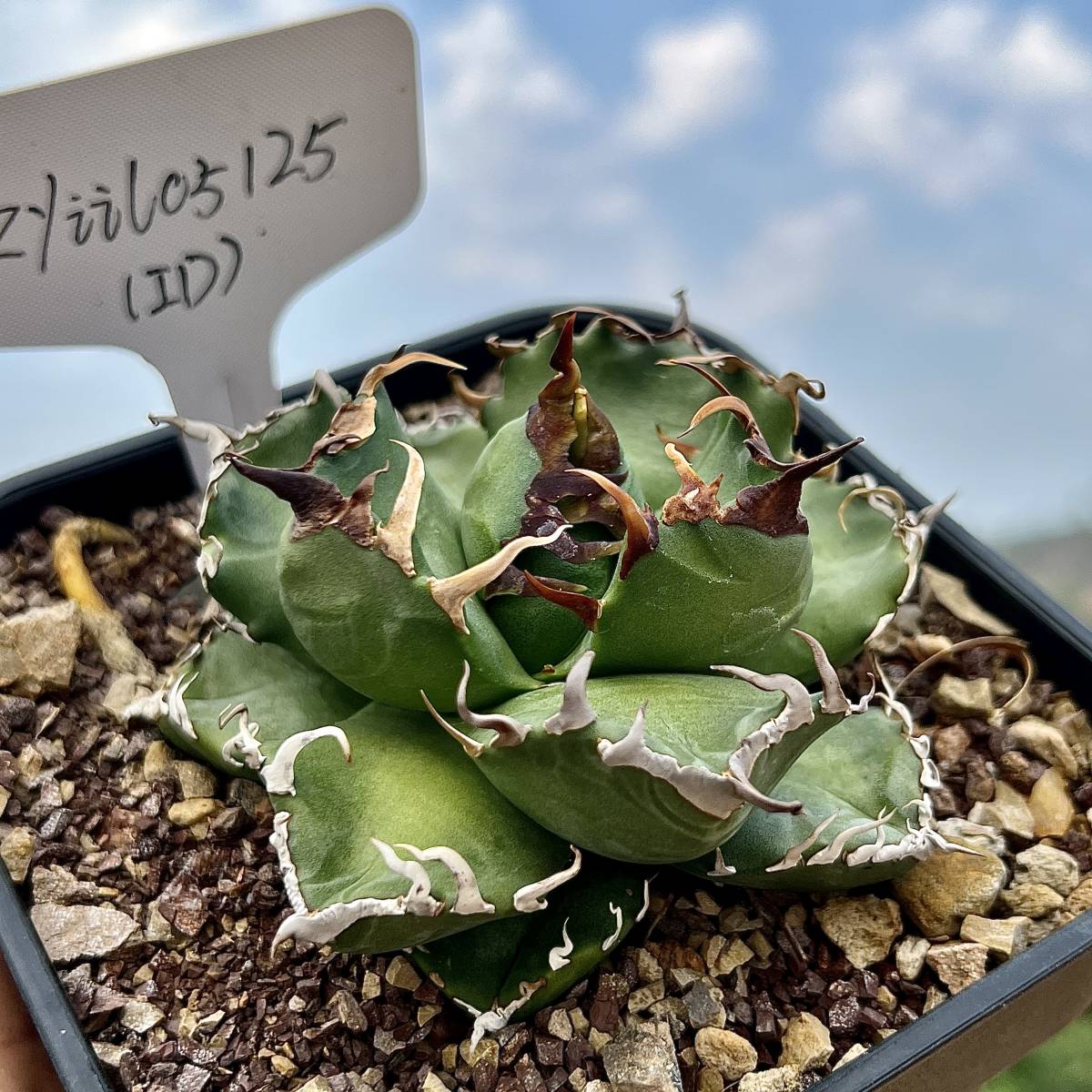 【龍園觀】①No.19 特選 アガベ 多肉植物 チタノタ 魔丸 陽炎 超強棘 極上株 激レア！子株 