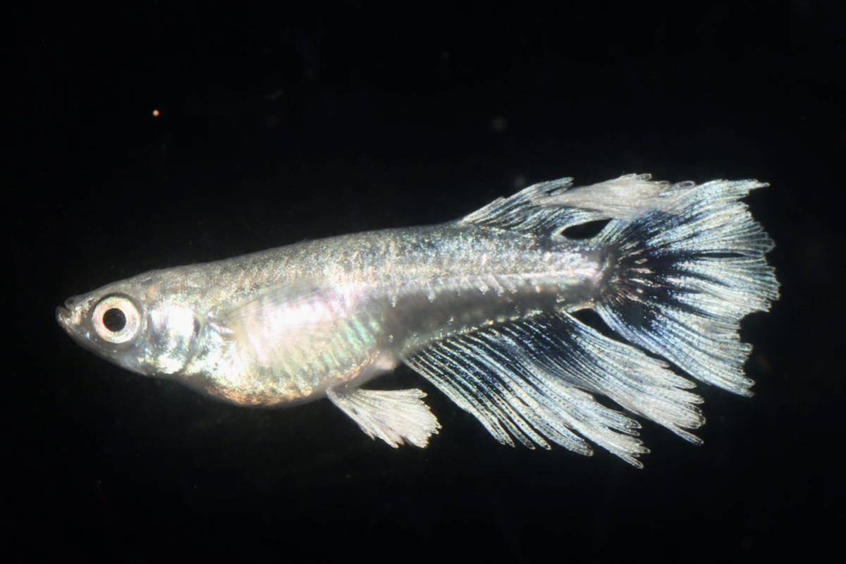 【月陽めだか】極上　マリアージュキッシングワイドフィン亜種　3ペア