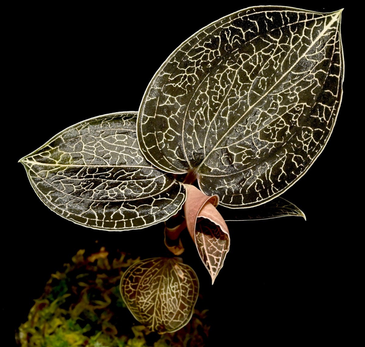 ジュエルオーキッド Anoectochilus 1号 アネクトキラス | レインワー