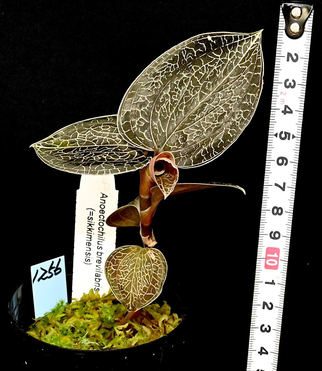 ジュエルオーキッド Anoectochilus 1号 アネクトキラス | レインワー