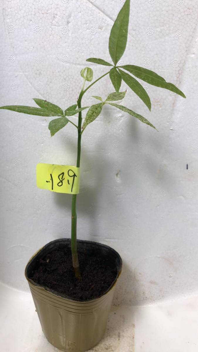 ★ 斑入り 実生苗 パキラ ミルキーウェイ樹高 18.9芯芽あり