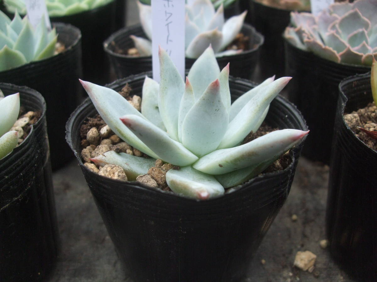 多肉植物　エケベリア　ホワイトリンゼアナ