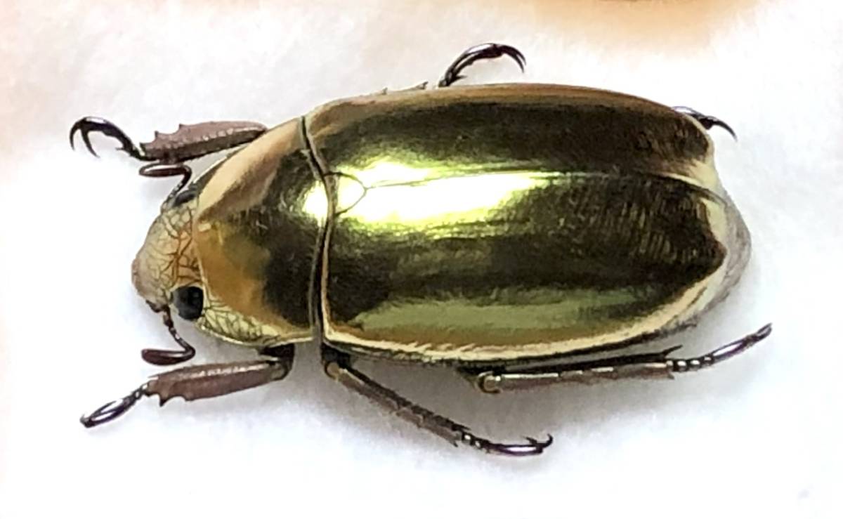 札幌発】プラチナコガネ コガネムシ 昆虫標本 no.144 標本 プラチナ