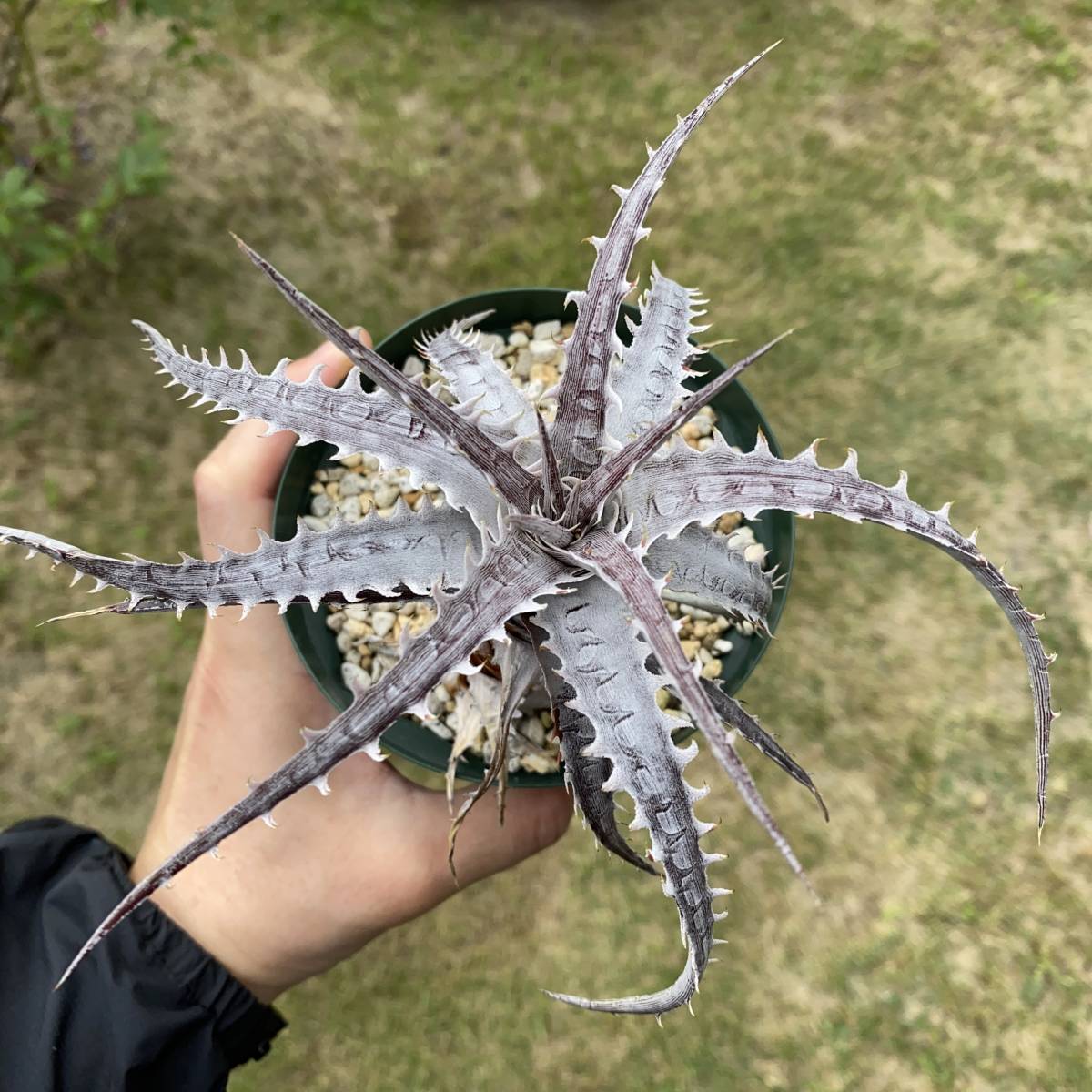 Dyckia goehringii v. lemei ディッキア ゴエリンギー レメイ_2