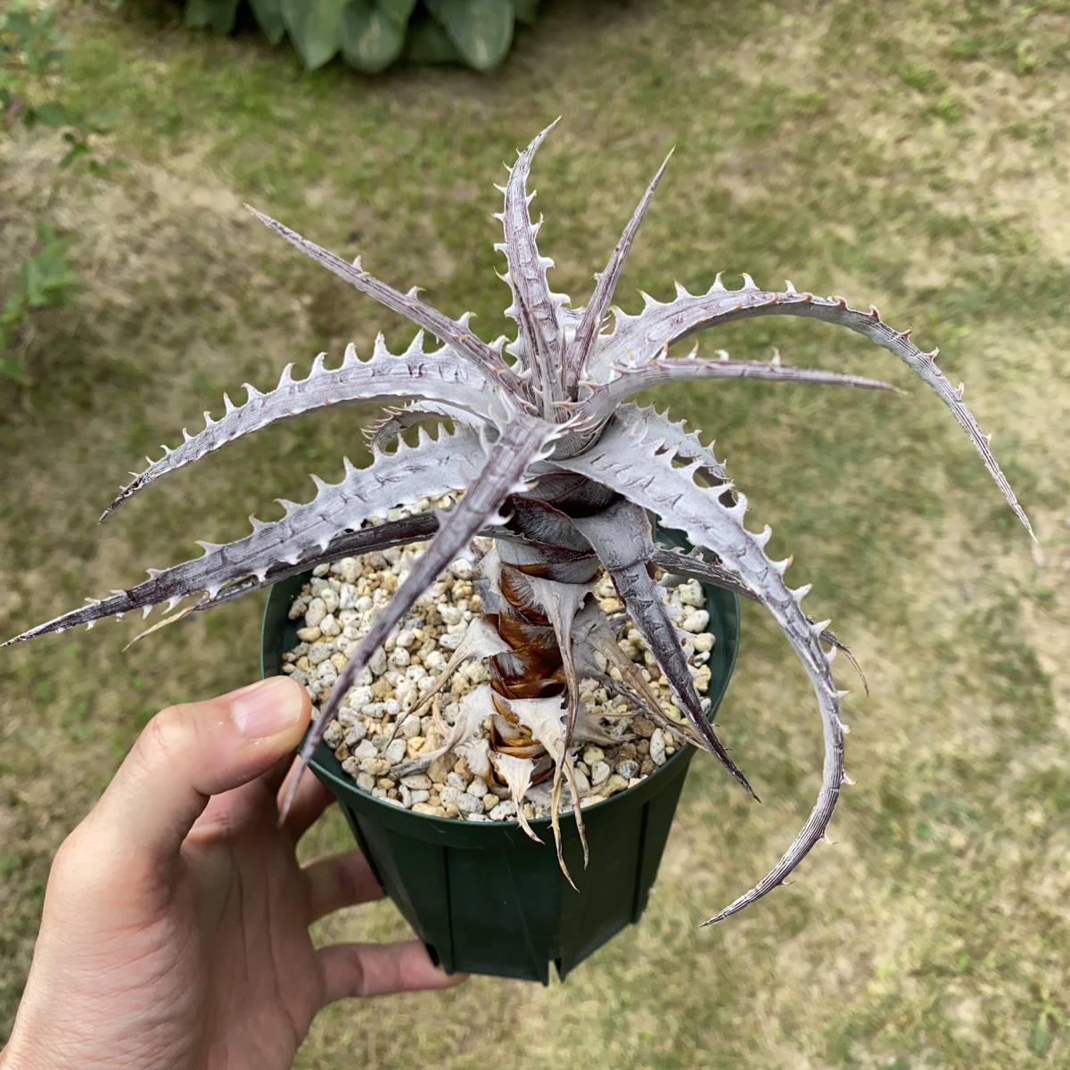 Dyckia goehringii v. lemei ディッキア ゴエリンギー レメイ_3