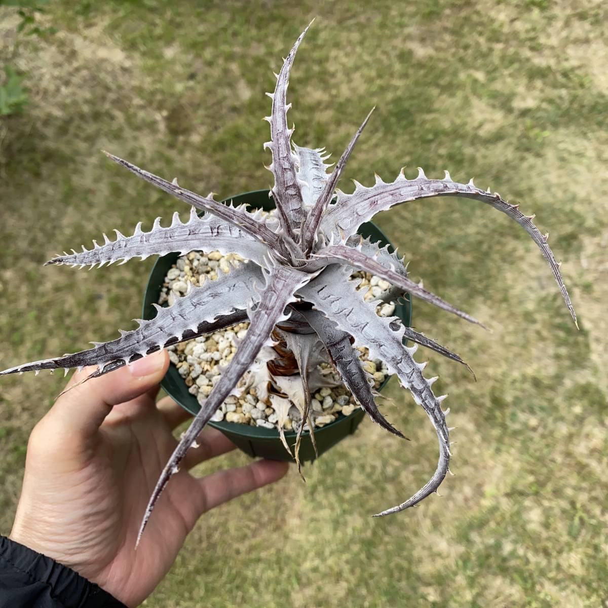 Dyckia goehringii v. lemei ディッキア ゴエリンギー レメイ_4