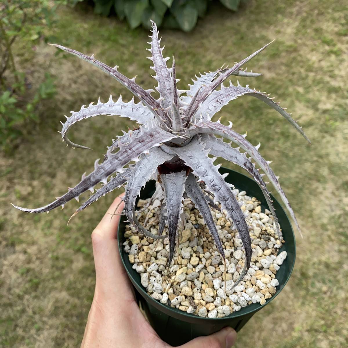 Dyckia goehringii v. lemei ディッキア ゴエリンギー レメイ_5
