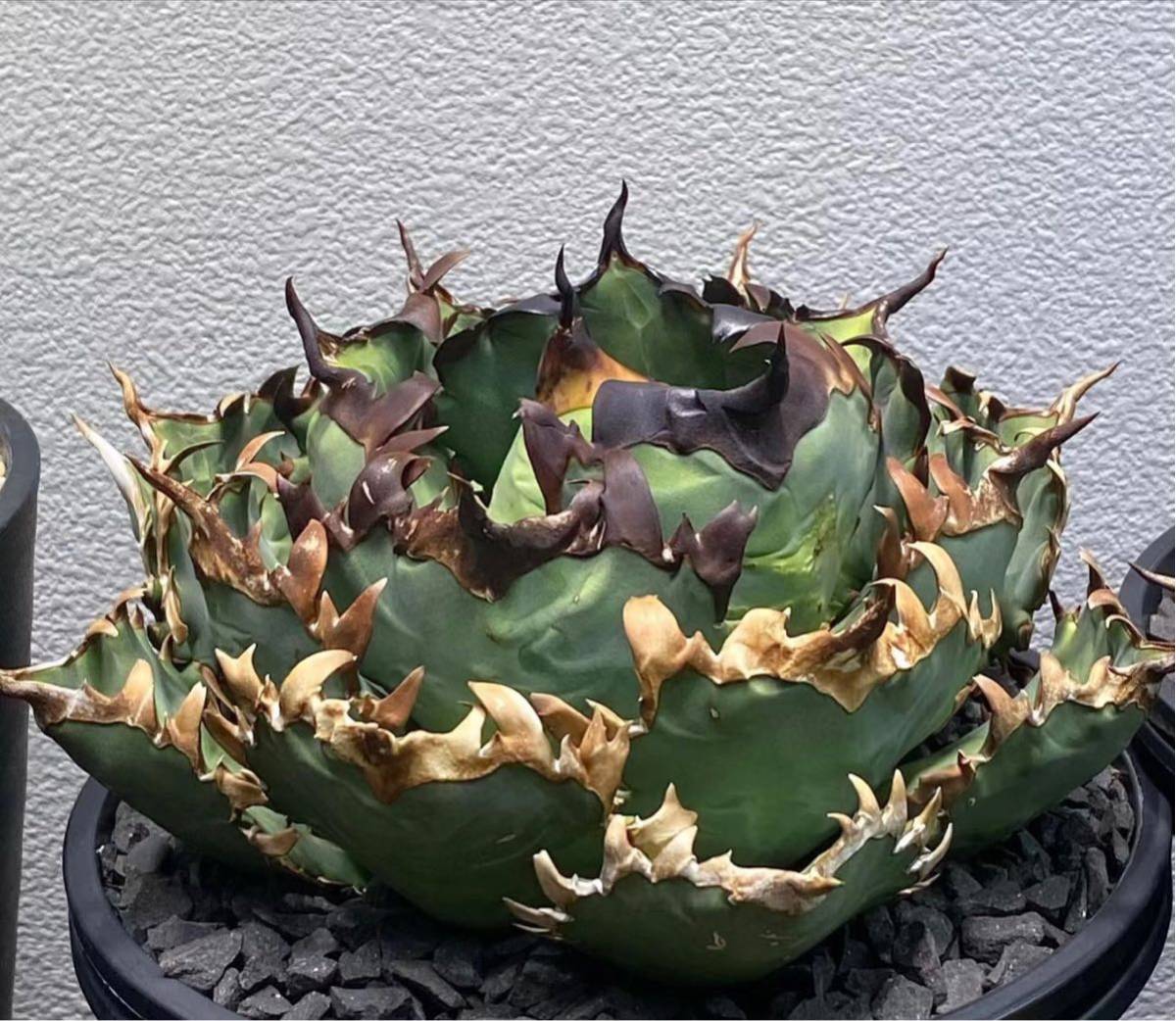アガベ 多肉植物 チタノタ 黒排刺　(検皇冠 清櫻 海王 悪魔くん シーザー ハデス SAD 2