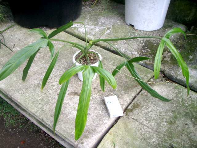 フィロデンドロン ホルトニアナム 新品KN Philodendron