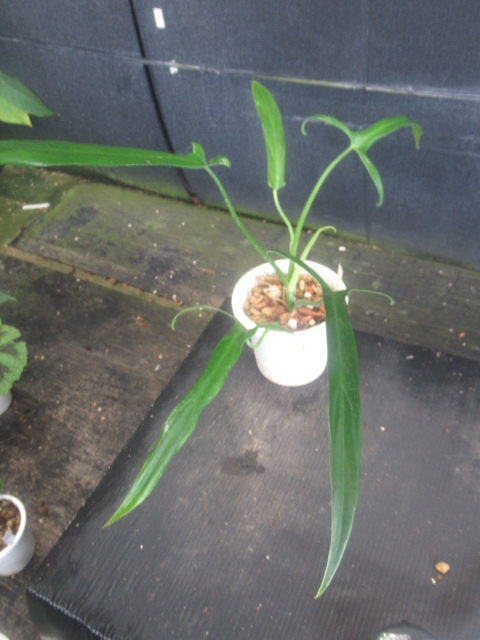 フィロデンドロン ホルトニアナム 新品KN Philodendron