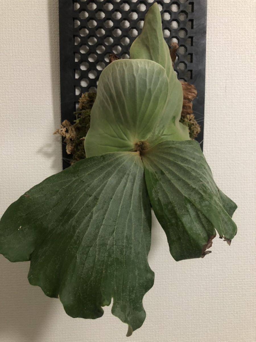 ビカクシダ エレファントティス Platycerium Elephantotis 板付