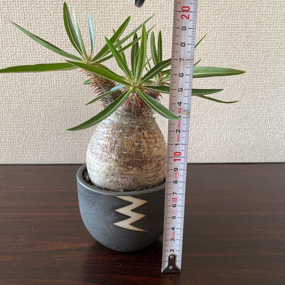 発根済みパキポディウムグラキリス valiem鉢コーデックス 塊根植物 