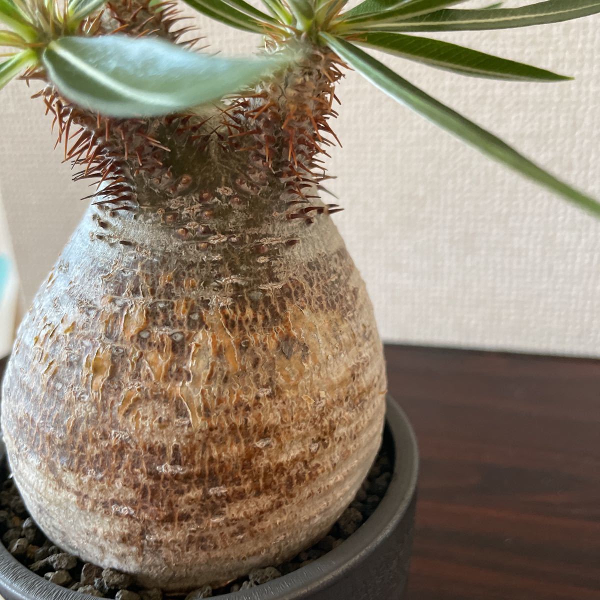 発根済みパキポディウムグラキリス valiem鉢コーデックス 塊根植物 