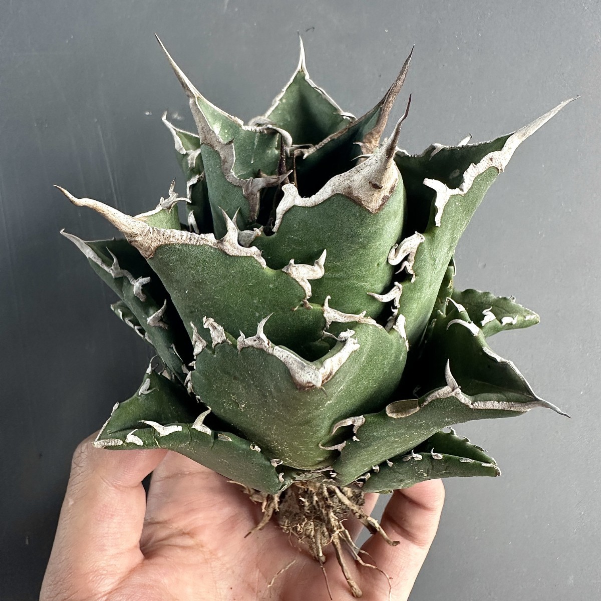 チタノタ アガベ Agave メキシコ輸入産地種現地株 激レア高級品種 | 姫 
