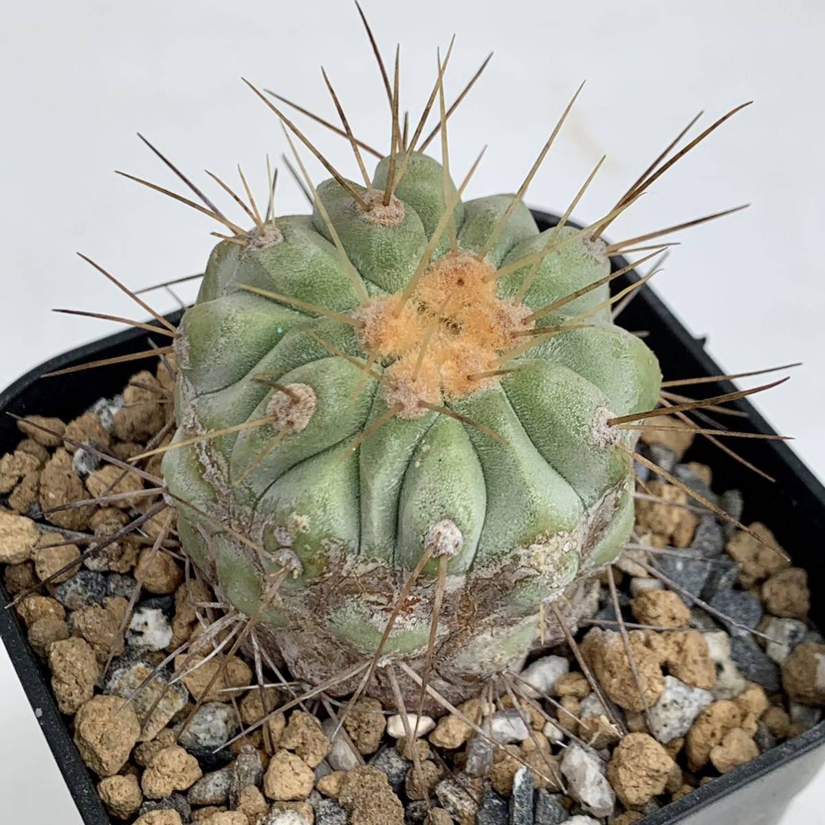 20 コピアポア ギガンティア カキコ自根・サボテン 多肉植物