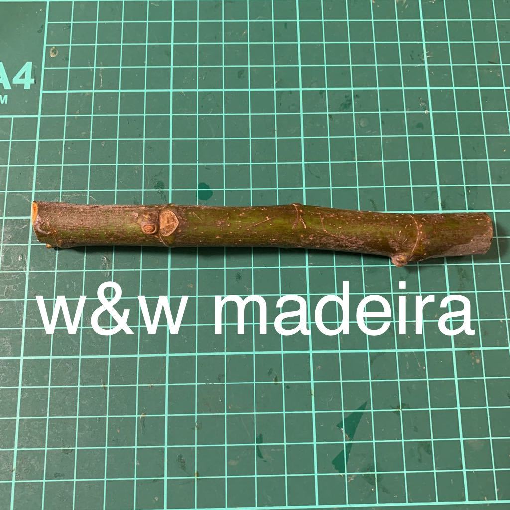 イチジク 穂木 Madeira 3本セット (KK) W&W #1 イチジク 穂木 Madeira 3本セット (KK) W&W #1