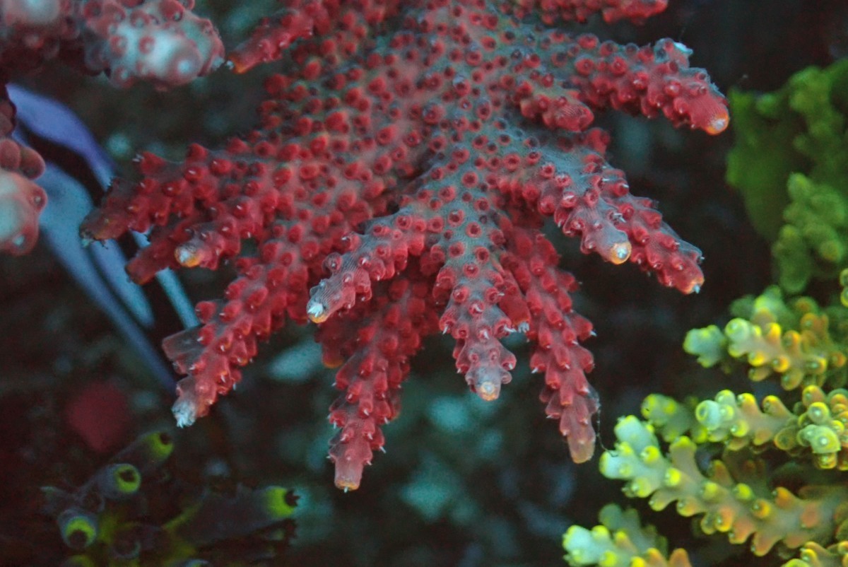 大好評 激レア acropora sp スーパーレッド フラグ 最後の2点