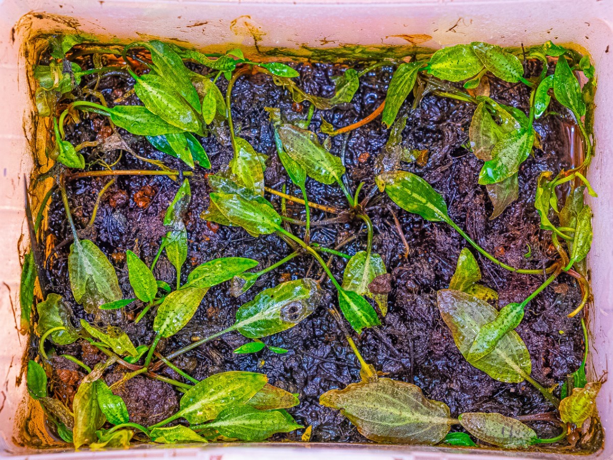 Cryptocoryne nurii 'Diamond Line' from Pulau Lingga [AZ0917-2