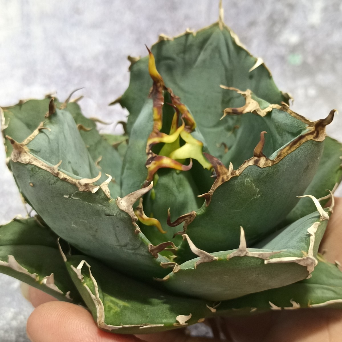 R-084 アガベ agave チタノタ 白鯨牡丹葉 短葉強棘 丸葉 包葉型 特選