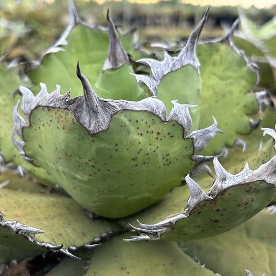 【F6524】SS級極上！！台湾産高級株！アガベ チタノタ 『 白排棘』 Agave titanota