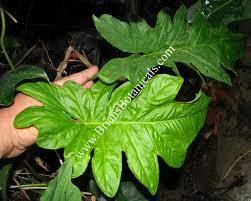 ＫＮ　シンゴニューム　ステイヤーマーキー（SYNGONIUM STEYERMARKII）　　　０.8Ｍ以下