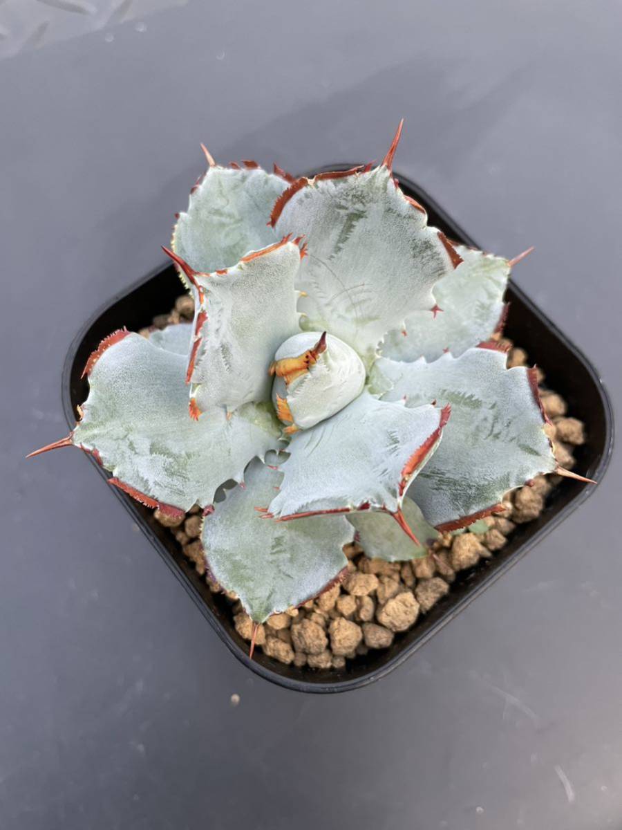 Agave agave isthmensis princess crown ②アガベ イシスメンシス