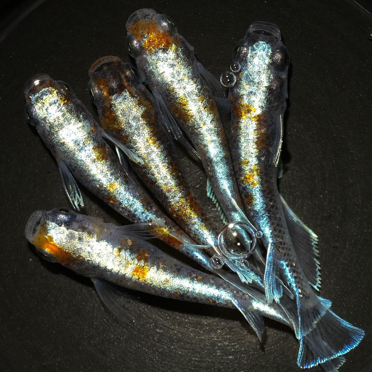 わくわくメダカ 朱光菊 ブルータイプ 菊間めだか様血統 2ペア＋1の入札