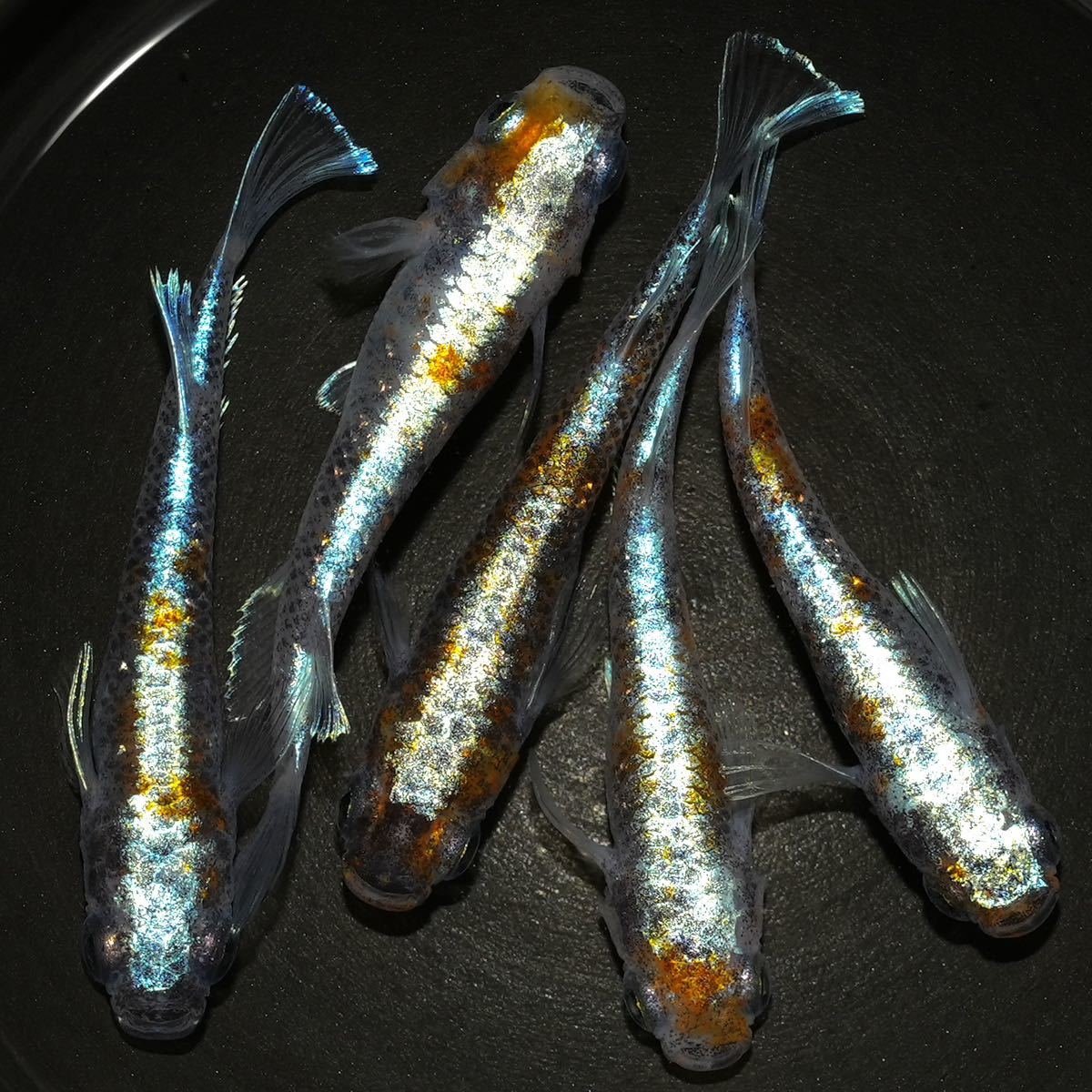 わくわくメダカ 朱光菊 ブルータイプ 菊間めだか様血統 2ペア＋1の入札
