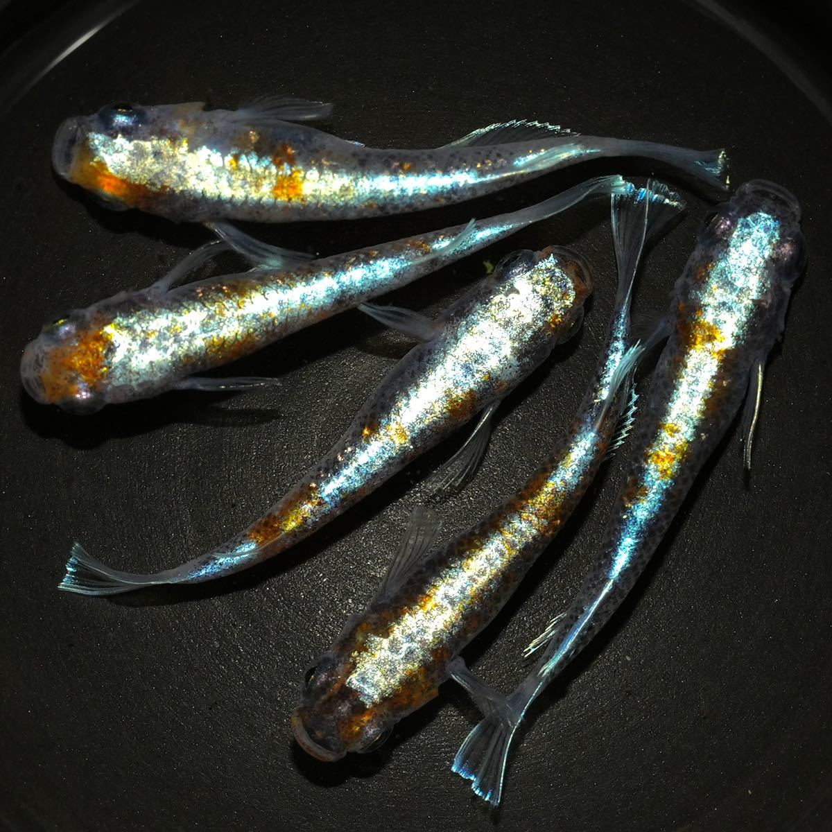 わくわくメダカ 朱光菊 ブルータイプ 菊間めだか様血統 2ペア＋1の入札