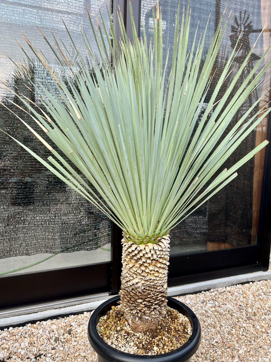 ユッカ ロストラータ Yucca rostrata ①