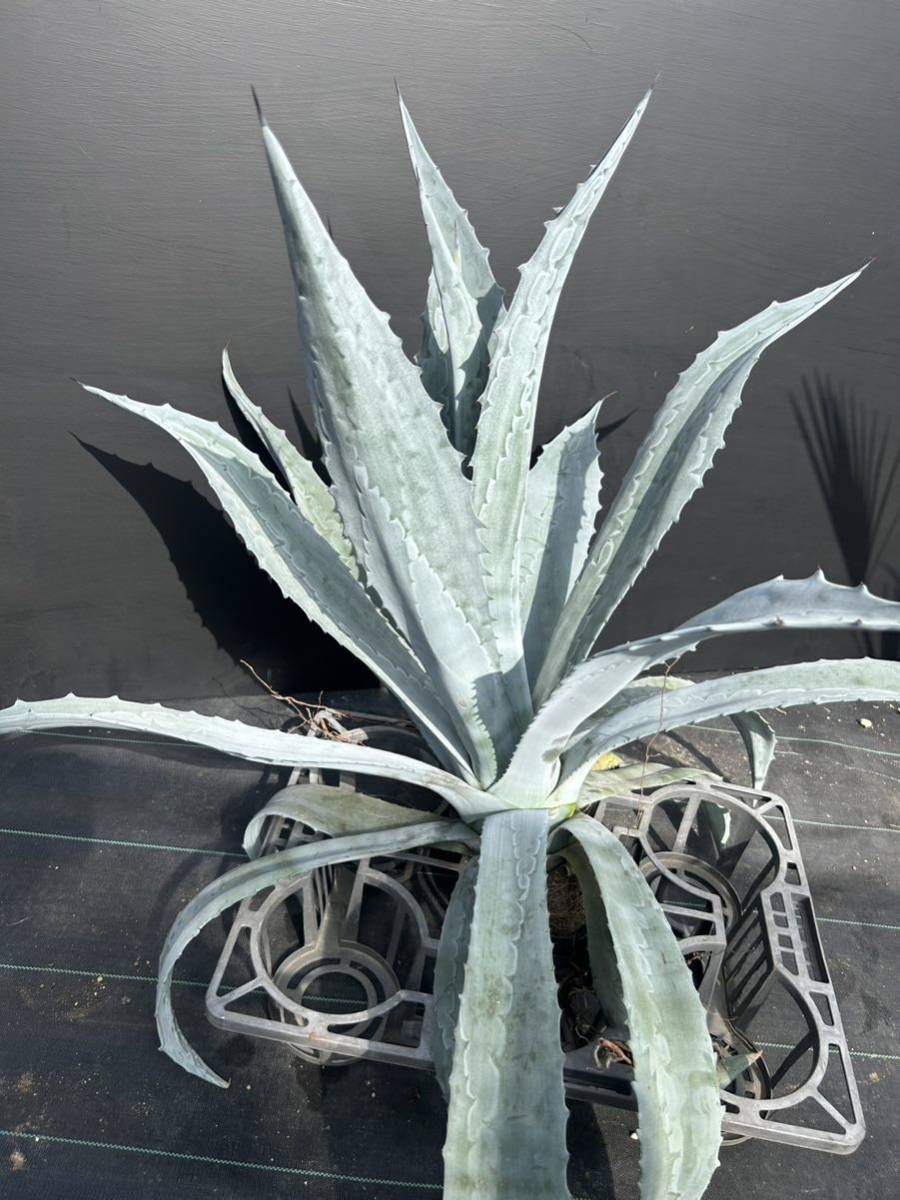 Agave americana sp アガベ アメリカーナ 特大株 美株 1