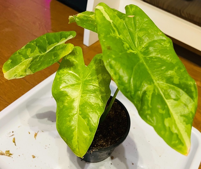 希少 アロカシア アクミナータ 斑入り Alocasia Acuminata Variegated